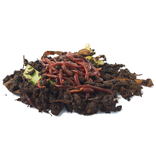 Live Composting Worms - Red/Tigers