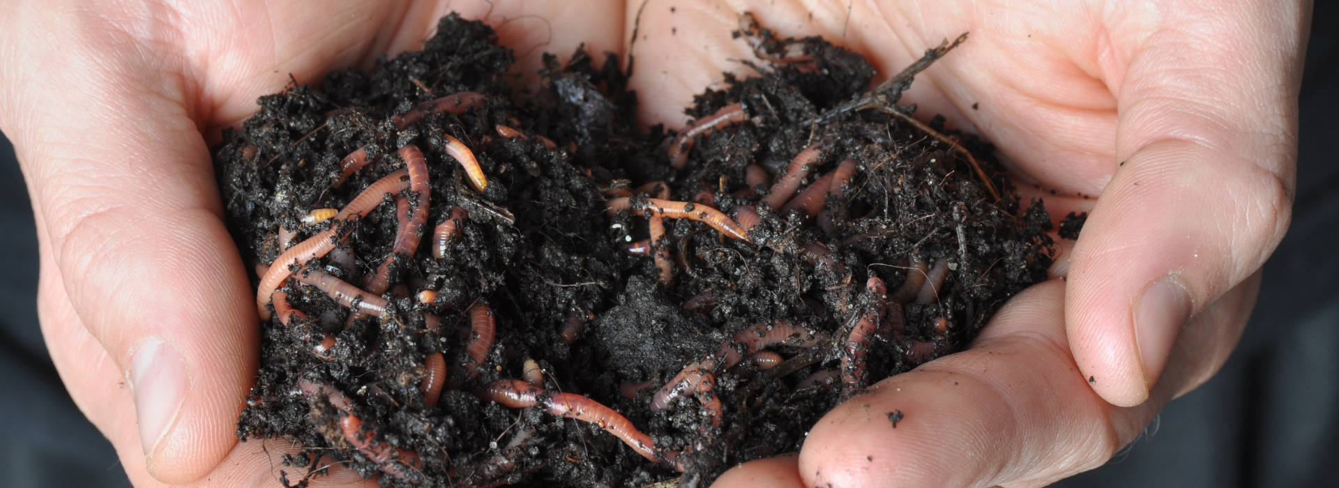 A handful of soil with loads of worms