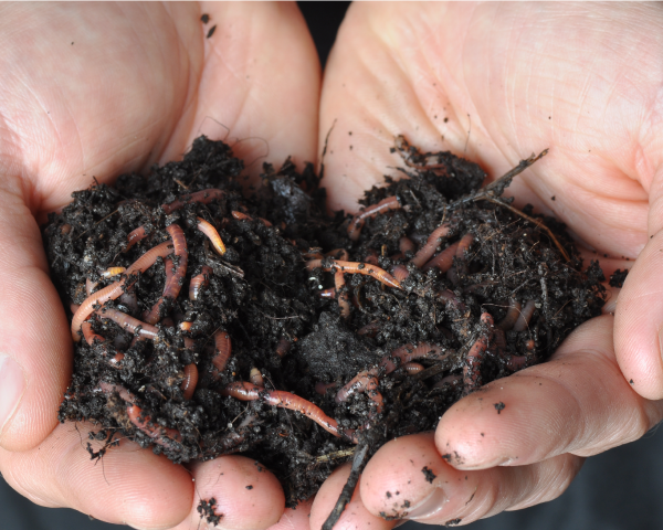 Handfull of worms