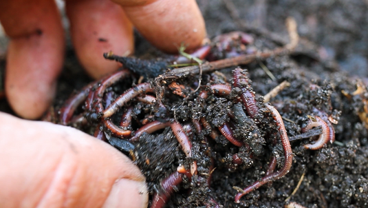 Worm Solutions